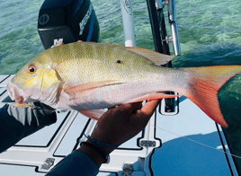 Mutton Snapper Fishing in