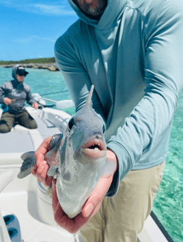 Triggerfish Fishing in