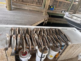 Speckled Trout Fishing in Pass Christian, Mississippi