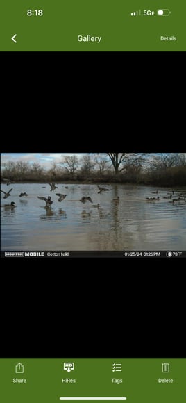 Duck Hunts with Lodging