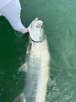 TARPON TRIPS