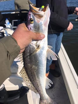 Speckled Trout Fishing in Texas City, Texas