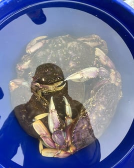 Half Day Crabbing & Fishing