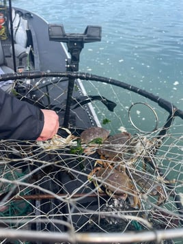 Half Day Crabbing & Fishing