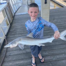 Half Day Trip – Shark Fishing