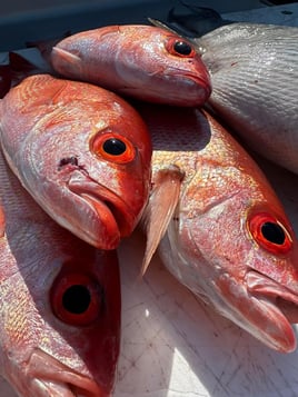 Vermillion Snapper Fishing in Destin, Florida