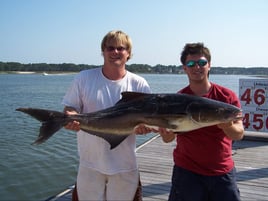 Cobia Fishing in Hilton Head Island, South Carolina