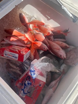 Red Snapper Fishing in Edisto Island, South Carolina