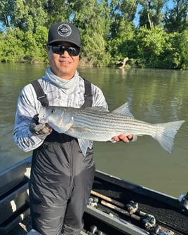 Sacramento River Striper Trip