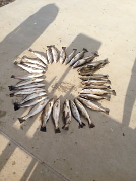 Speckled Trout Fishing in Galveston, Texas