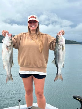 Striped Bass on beautiful Beaver Lake in NW Arkansas.