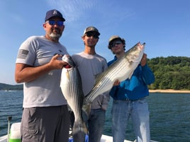 Striped Bass on beautiful Beaver Lake in NW Arkansas.