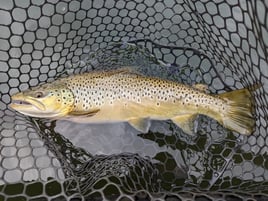 Eastern TN Trout Float Trips