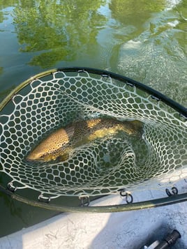 WATAUGA RIVER FLY FISHING