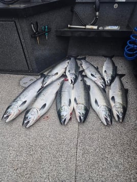 Chinook Salmon Fishing in Coles Corner, Washington