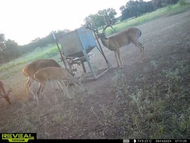 Whitetail Deer Fishing in Richland Springs, Texas