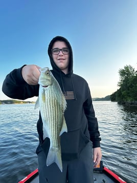 Striped Bass Fishing in Lake Ozark, Missouri