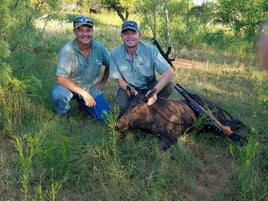 Hog Hunting in Levelland, Texas