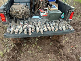 Dove Hunting