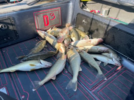 Trophy Lake Erie walleye