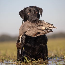 Garwood TX Duck Hunts