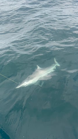 3 Hr Shark trip