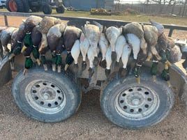 Temple Texas Duck Hunts w/ Lodging & Meals