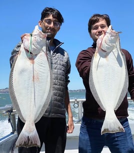 Halibut / Bass