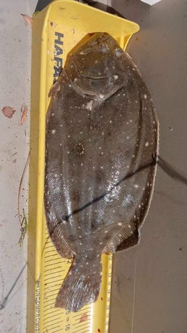 Flounder Fishing in Crystal River, Florida