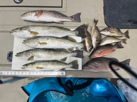 Mangrove Snapper, Redfish, Speckled Trout Fishing in Crystal River, Florida