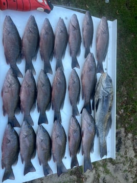 Black Drum, Mangrove Snapper Fishing in Crystal River, Florida