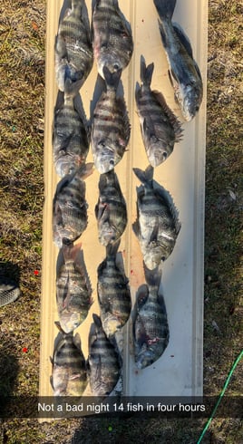 Sheepshead Fishing in Crystal River, Florida