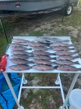 Mangrove Snapper Fishing in Crystal River, Florida