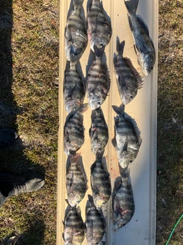 Sheepshead Fishing in Crystal River, Florida