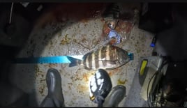 Sheepshead Fishing in Crystal River, Florida