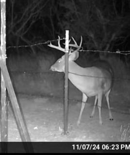 South Texas Whitetail Hunt: Trophy, Management or Cull Bucks