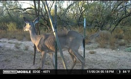 South Texas Whitetail Hunt: Trophy, Management or Cull Bucks