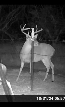 South Texas Whitetail Hunt: Trophy, Management or Cull Bucks