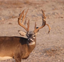 South Texas Whitetail Hunt: Trophy, Management or Cull Bucks