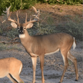 Cull Buck Hunts Texas