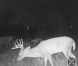 Cull Buck Hunts Texas