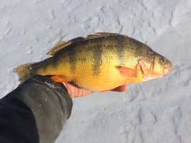 Ice fishing a variety of species