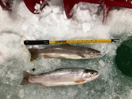 Ice fishing a variety of species