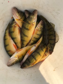 Ice fishing a variety of species