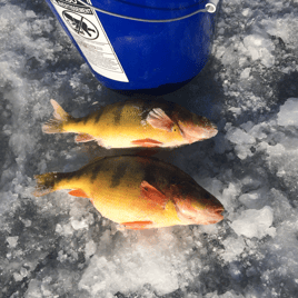 Ice fishing a variety of species