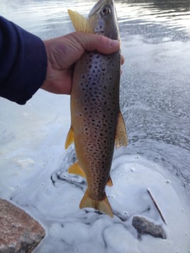 Ice fishing a variety of species