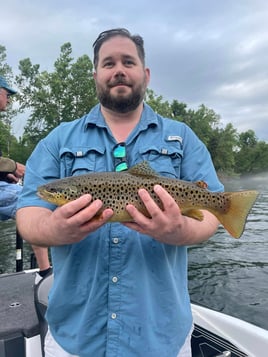 Brown Trout Fishing in Branson, Missouri