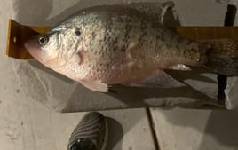 Crappie fishing on Mark Twain Lake