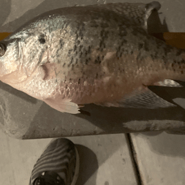 Crappie on Mark Twain Lake