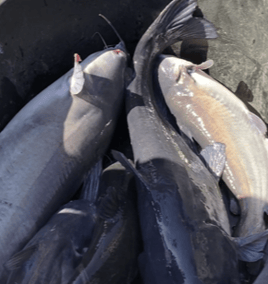 Catfishing on Mark Twain Lake